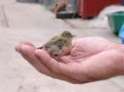 imgp0527_small.jpg